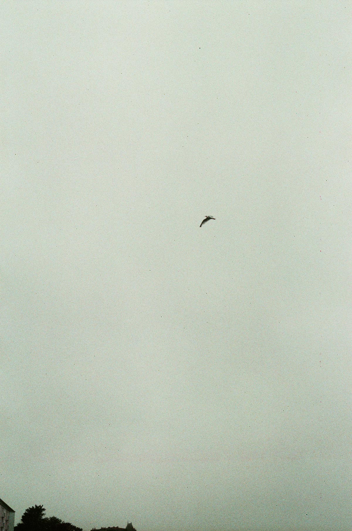Seagull flying in the sky